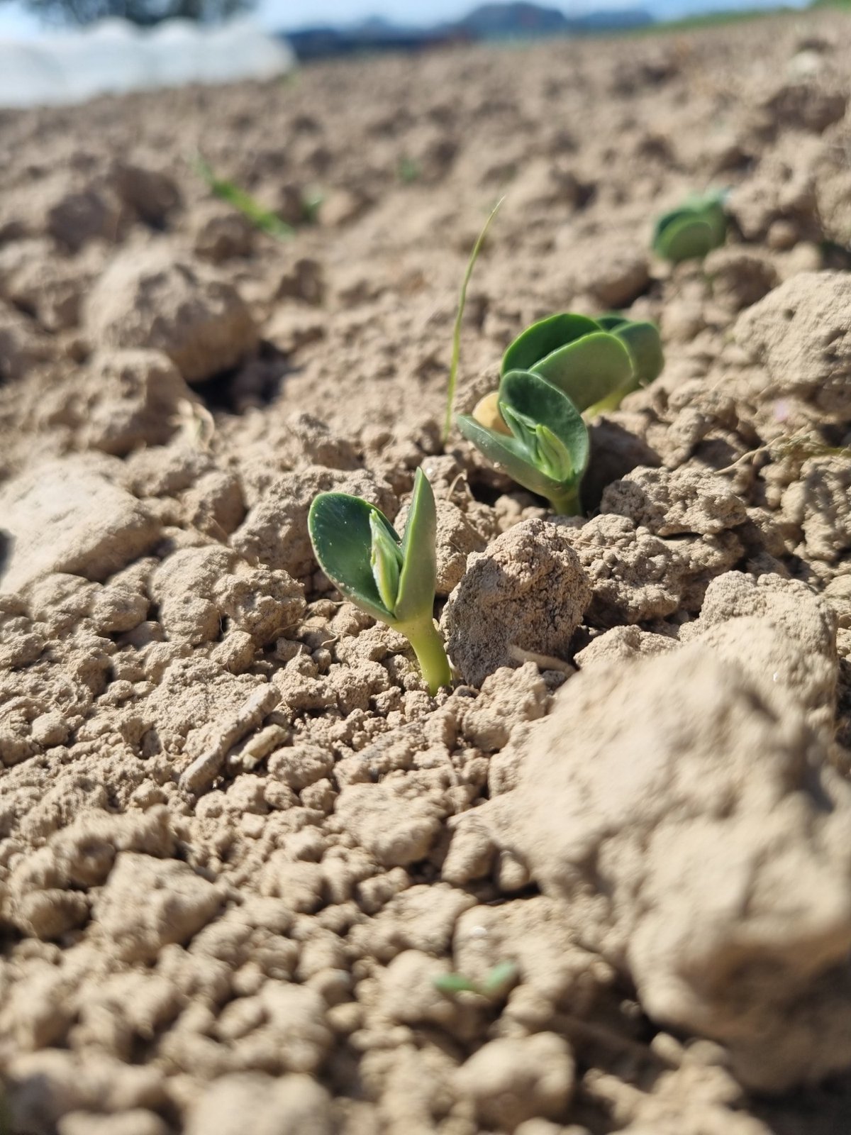 Germination du lupin
